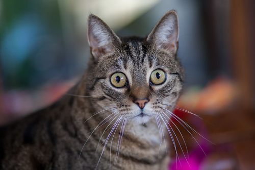 kat