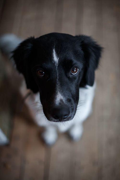 verdritig hond